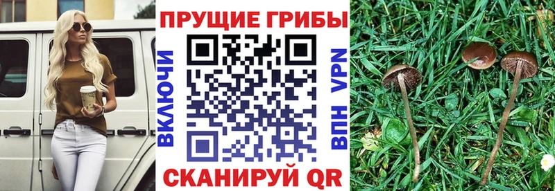 Псилоцибиновые грибы Psilocybine cubensis  Купить закладки  Мценск 